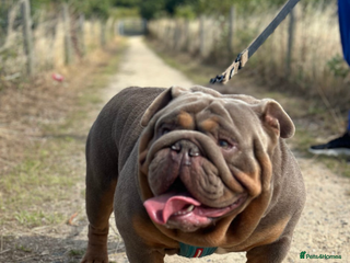 Mixed Breed dogs - Advert 24