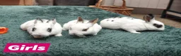 Rex rabbits for sale: Mini Rex Rabbits  - Advert 11