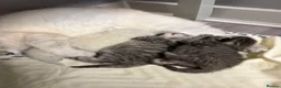 Scottish Fold cats for sale: Adorable Scottish Fold & Straight Kittens - Advert 14