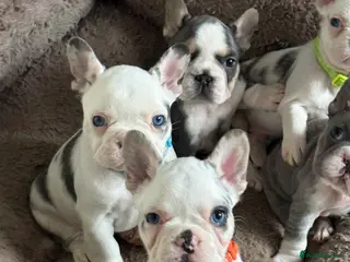 French Bulldog dogs LAST MALE LEFT beautiful KC reg French Bulldog - Advert 12