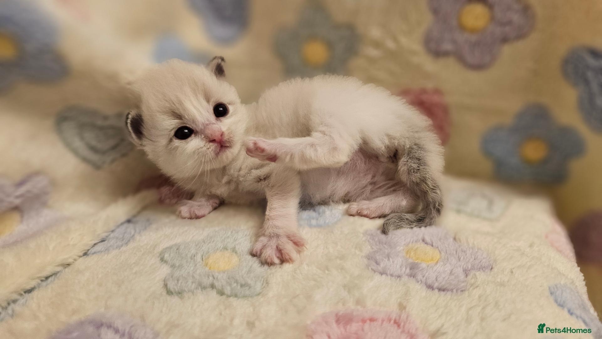 Ragdoll cats for sale: 🏆 GCCF Ragdolls – Championship Bloodlines - Advert 1