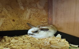 Mini Lop rabbits for sale: Plush mini lops  - Image 12