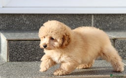 Cavapoo dogs for sale: F1 Cavapoo puppies for sale FULLY VACCINATED - Advert 11