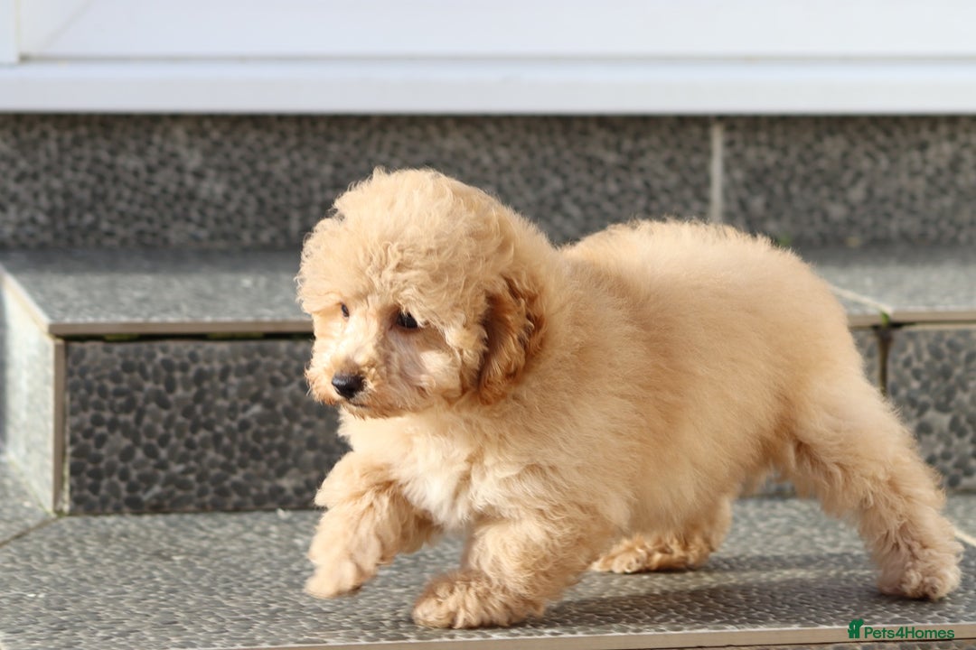 Cavapoo dogs for sale: F1 Cavapoo puppies for sale FULLY VACCINATED - Advert 11