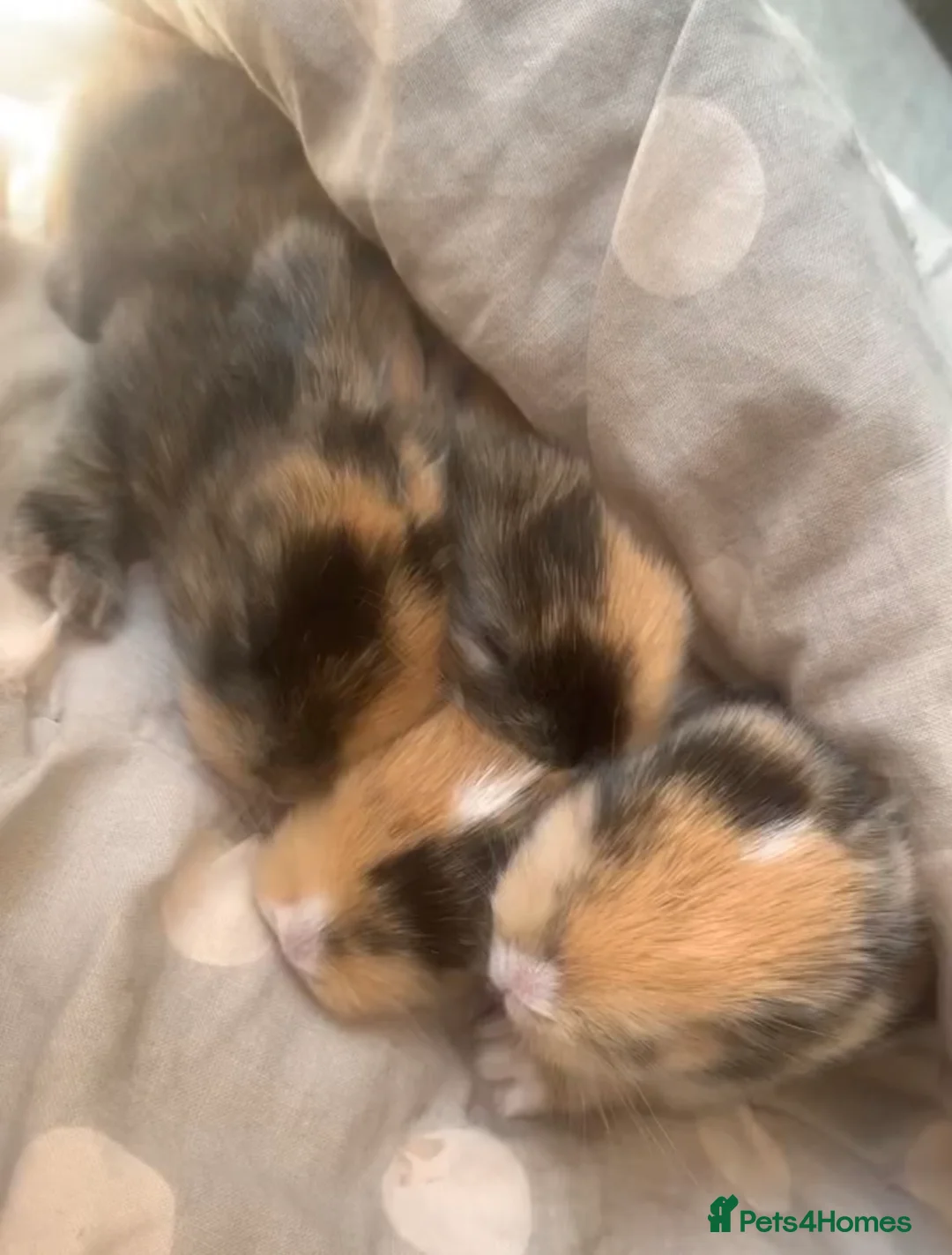 Mini Lop rabbits for sale: Beautiful Mini lop Bunnies  - Advert 2