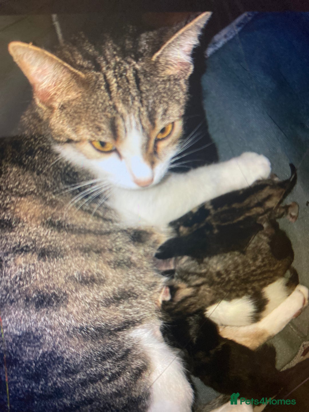 Mixed Breed cats for sale: Cute female kitten - Image 6