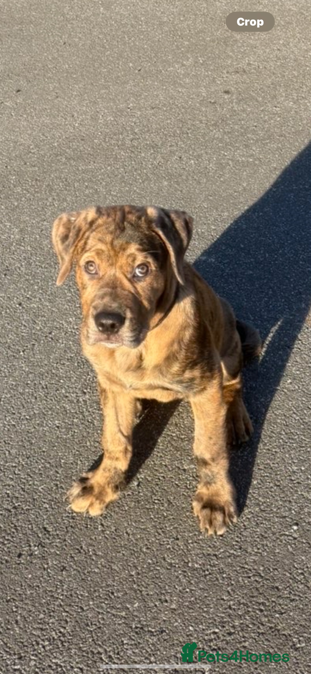 Mixed Breed dogs for sale: Beautiful Cane Corso X Rottweiler Puppy - Advert 3