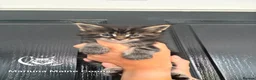 Maine Coon cats for sale: GCCF Registered Maine Coon Kittens  in Middlewich - Advert 3