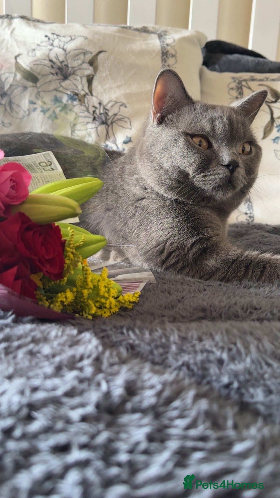 British Shorthair cats for stud: Big boy CJ Blu British short hair for stud  - Image 2