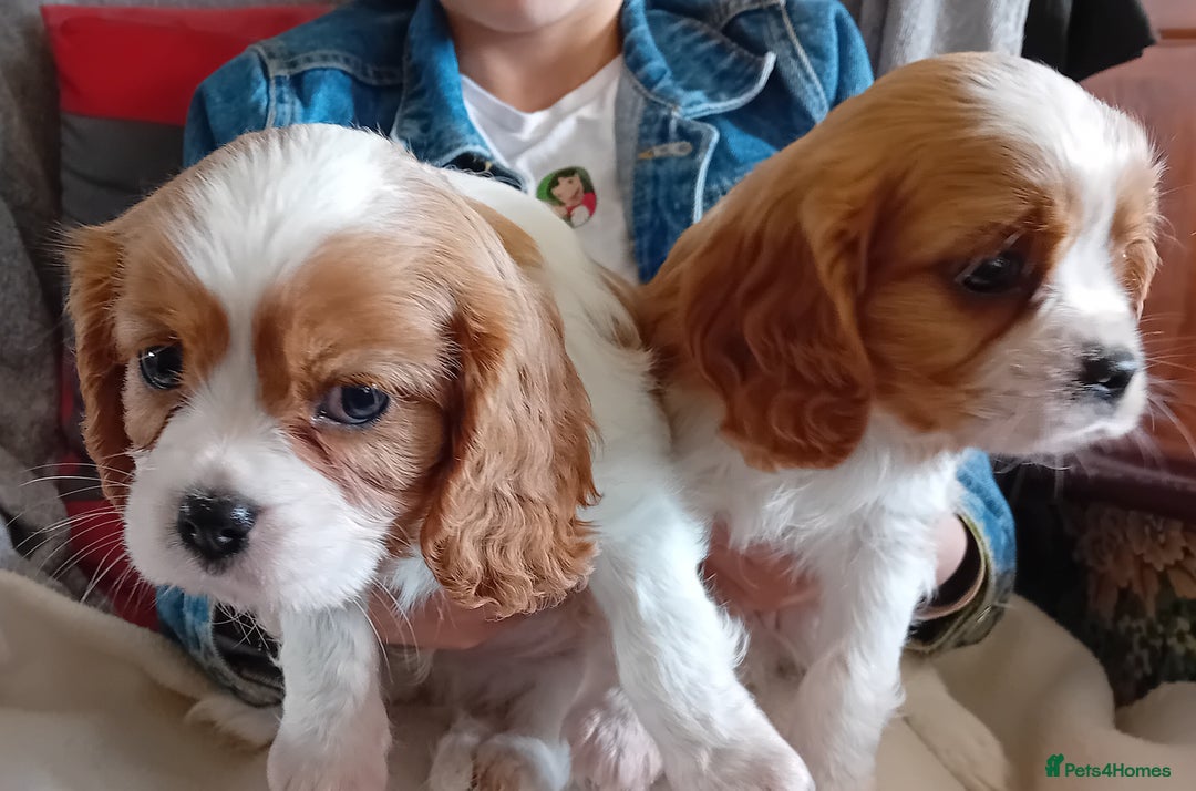 Cavalier King Charles Spaniel dogs for sale: Beautiful king charles puppies - Image 8