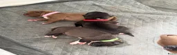 Mixed Breed dogs for sale: Border Collie x American Bully pups  - Advert 3