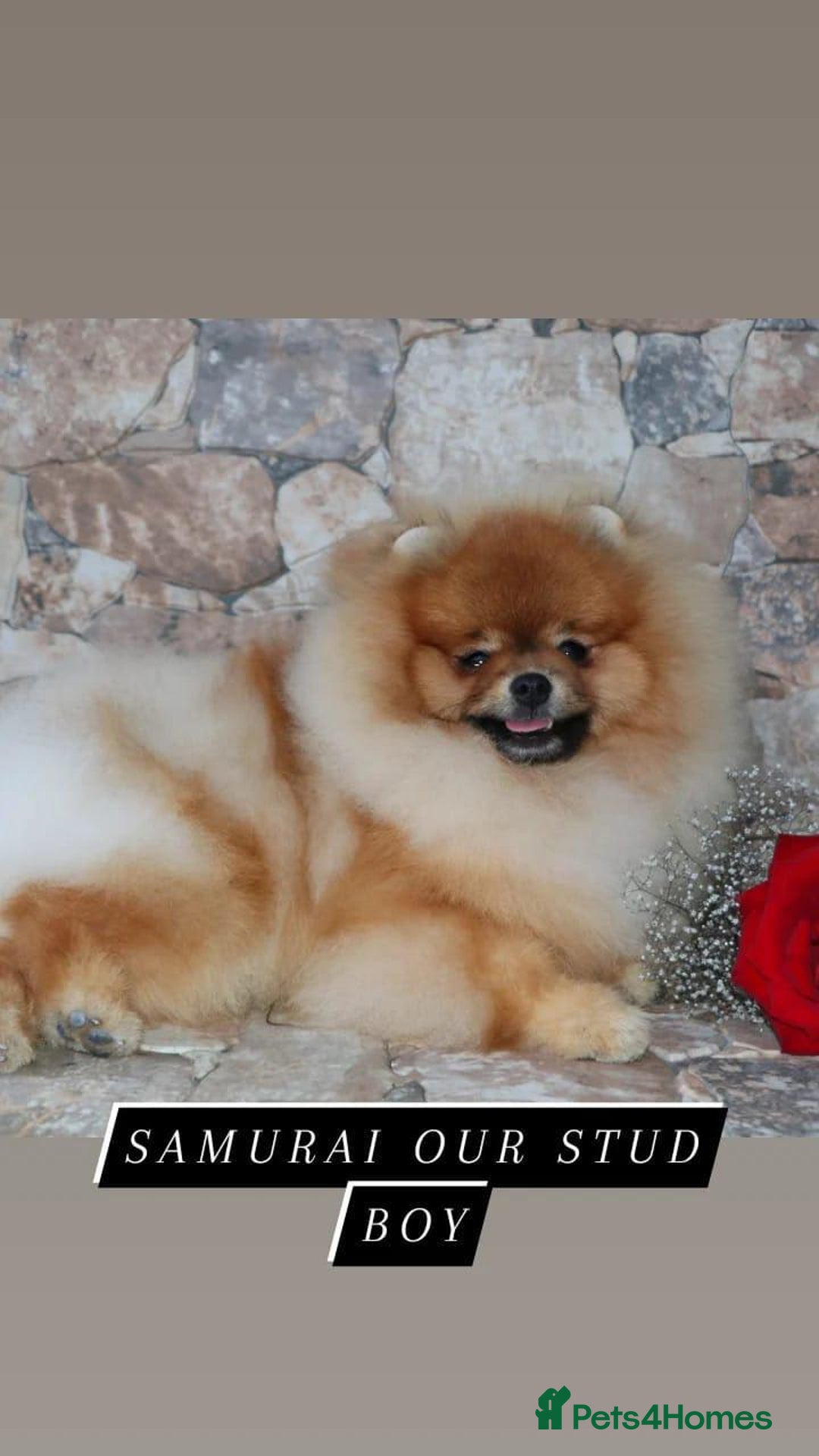 Pomeranian dogs for stud: Samurai kc registered boy for stud in Barnsley - Advert 3