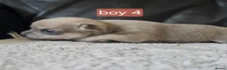 Chihuahua dogs for sale: 5 chiuaua baby boys - Advert 16