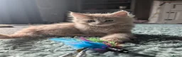 Maine Coon cats for sale: Male Maine Coon Ready for his forever home  - Advert 2