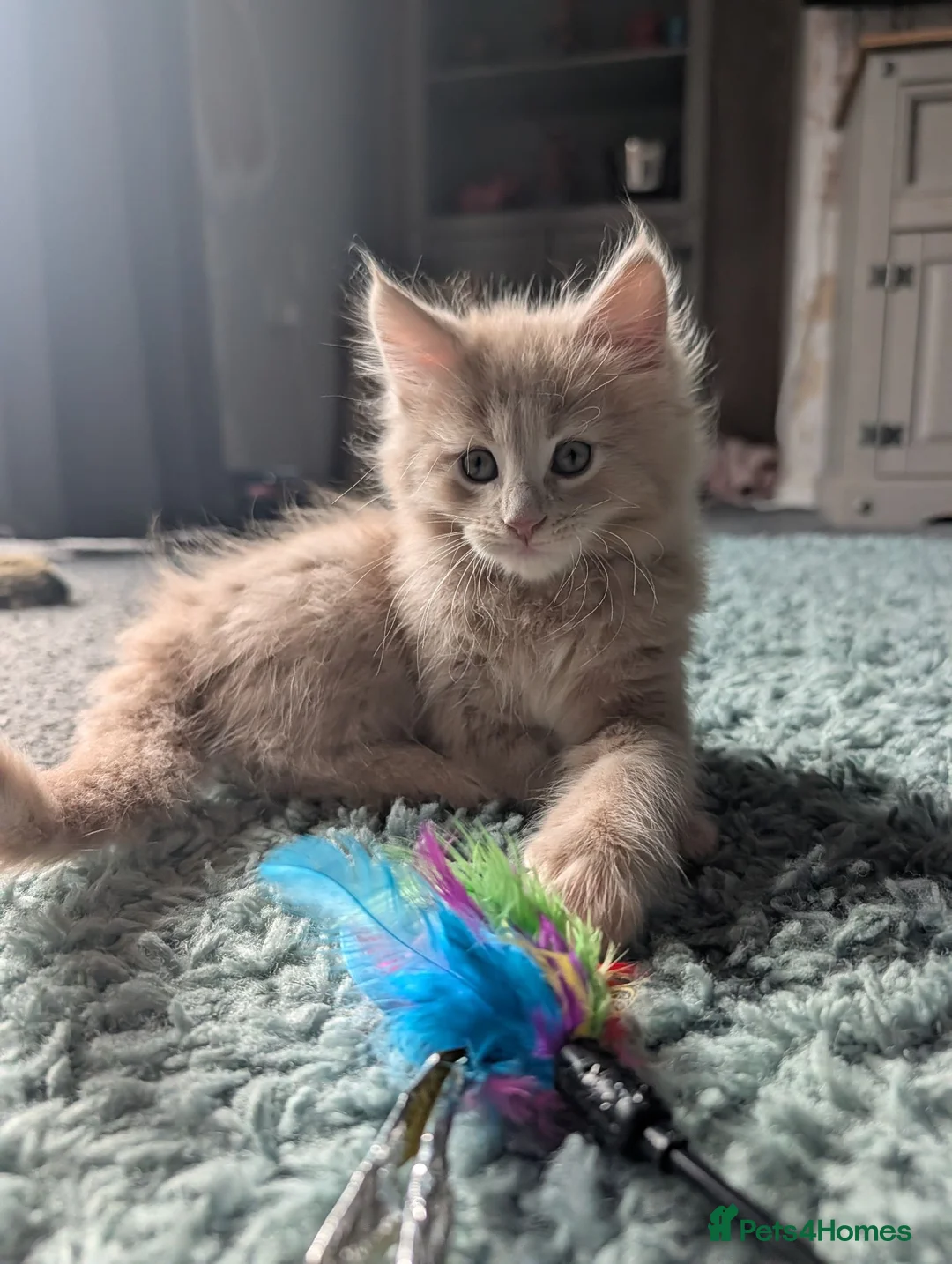 Maine Coon cats for sale: Male Maine Coon Ready for his forever home  - Advert 2
