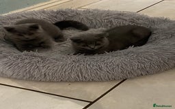 British Shorthair cats for sale: British Blue kittens  - Image 2