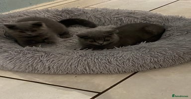 British Shorthair cats - Advert 4