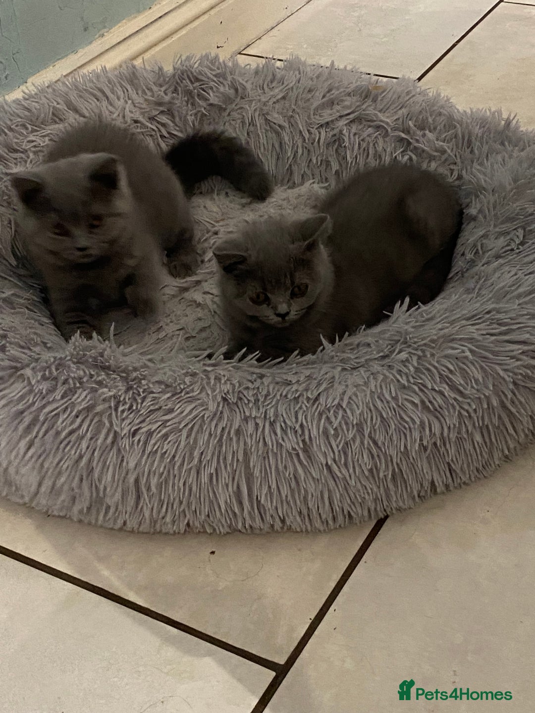 British Shorthair cats for sale: British Blue kittens  - Image 2