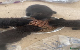 Ragdoll cats for sale: 4 Ragdoll female kittens in Cambridge - Image 10