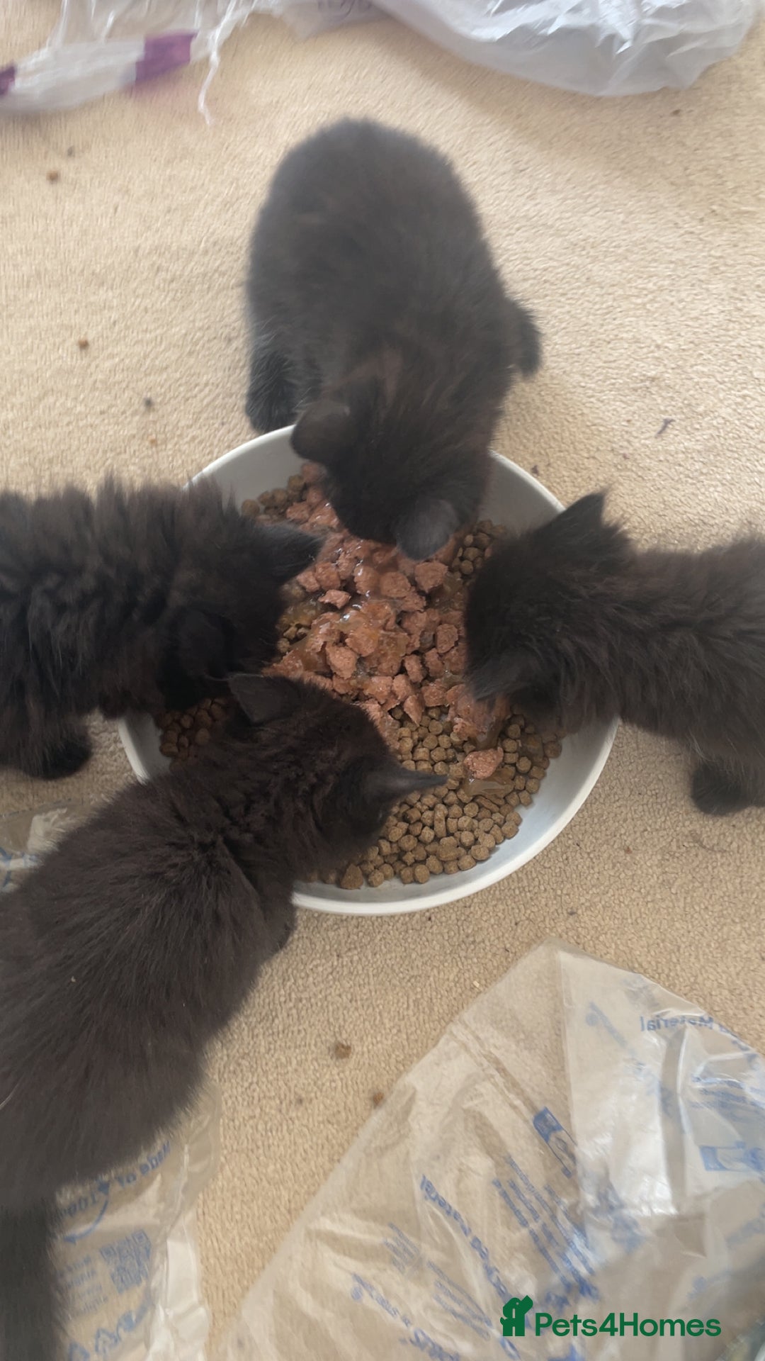 Ragdoll cats for sale: 4 Ragdoll female kittens in Cambridge - Image 10