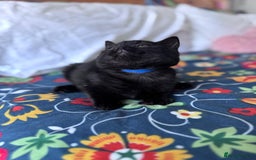 British Shorthair cats for sale: 🐱Last fluffy  British Shorthair Boy🐱 - Advert 12