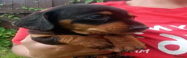 Miniature Dachshund 2