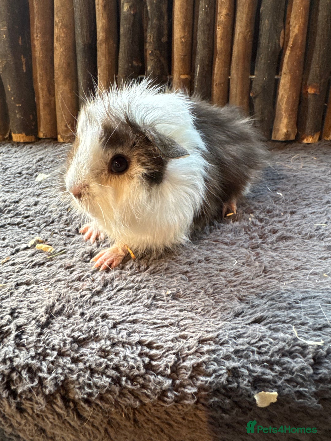 Guinea Pig rodents for sale: Baby Guinea Pigs - Image 9