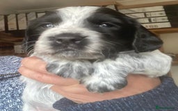 Sprocker dogs for sale: Working Sprocker Pups   - Image 5