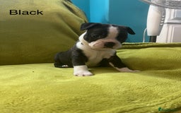 Boston Terrier dogs for sale: Boston terriers for sale - Image 15