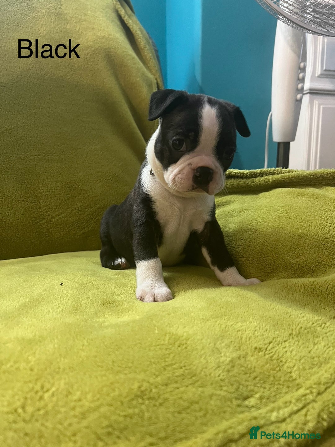 Boston Terrier dogs for sale: Boston terriers for sale - Image 15