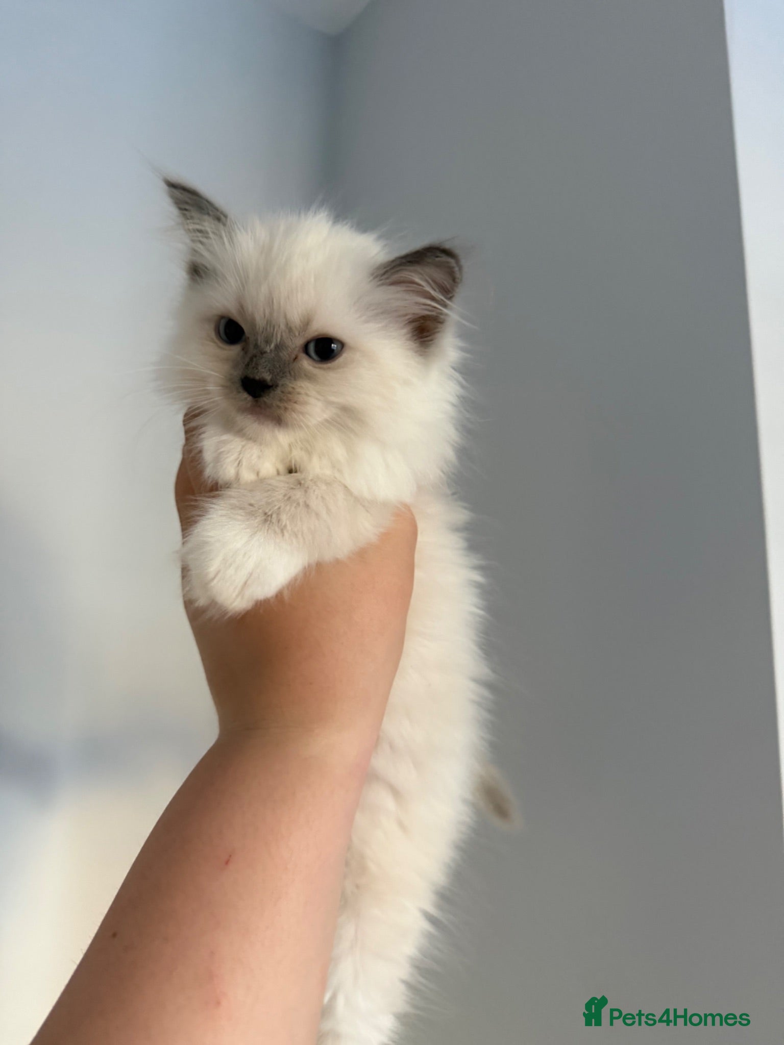 Ragdoll cats Last kitten! Reduced! - Advert 1