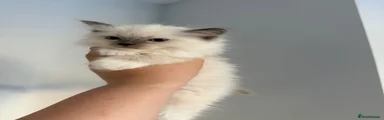 Ragdoll 1