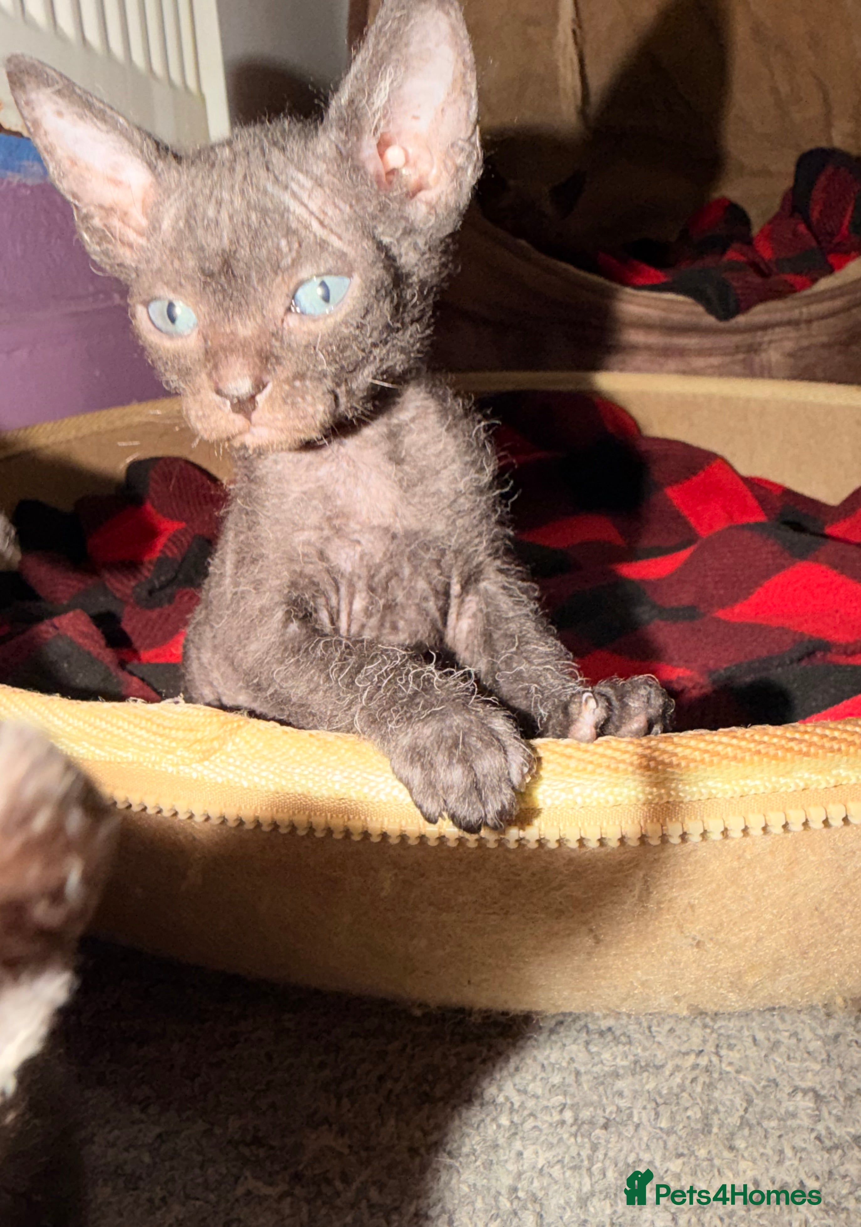 Sphynx cats Beautiful Sphynx and Elf kittens 🐾🩵🩷 - Advert 6