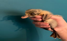 Ducks poultry for sale: Indian runner ducklings - Image 5