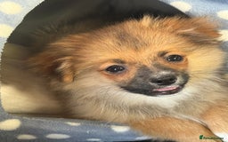 Pomeranian dogs for sale: Pomeranian puppy for sale  - Image 3