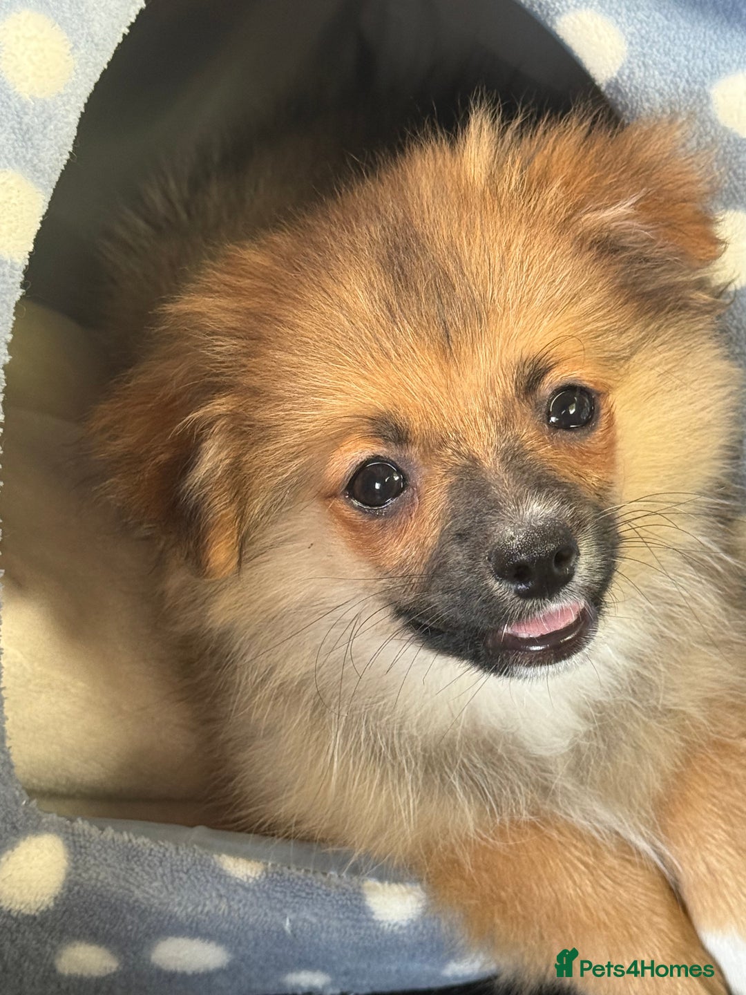 Pomeranian dogs for sale: Pomeranian puppy for sale  - Image 3