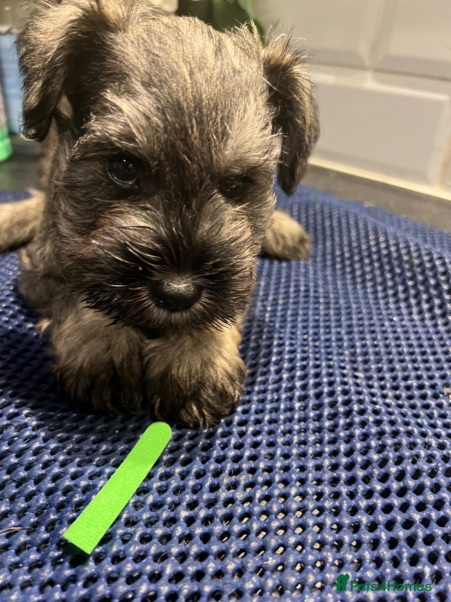 Miniature Schnauzer dogs Kc reg health tested parents  - Advert 1
