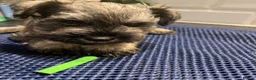 Miniature Schnauzer dogs for sale: Kc reg health tested parents  - Advert 1