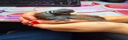 Quail poultry for sale: "Normal" type Chinese painted quail (button quail) in Sleaford - Advert 4