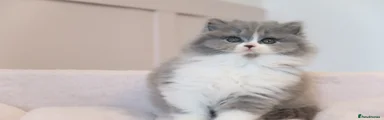 British Longhair Kitten 2
