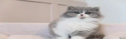 British Longhair cats for sale: PEDIGREE British Longhair kittens - Advert 26
