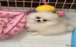 Pomeranian dogs for sale: Amazing Pom Puppies from Five Star breeder.  - Image 15