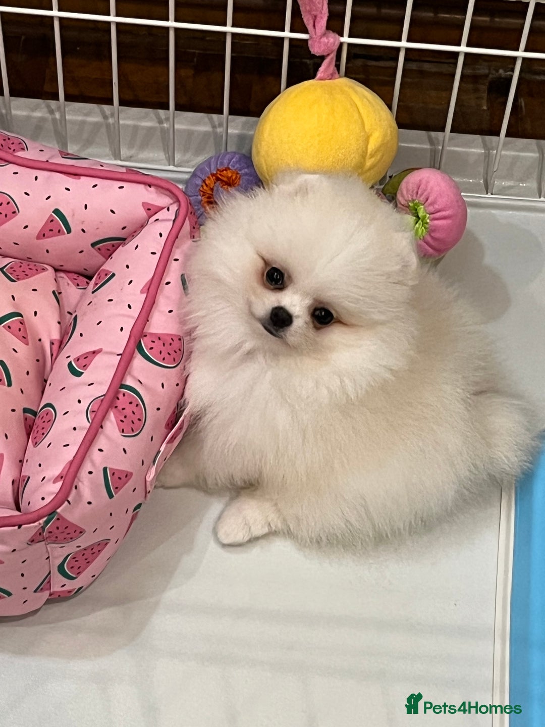 Pomeranian dogs for sale: Amazing Pom Puppies from Five Star breeder.  - Image 15