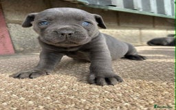 Cane Corso dogs for sale: Cane corso pups - Image 10
