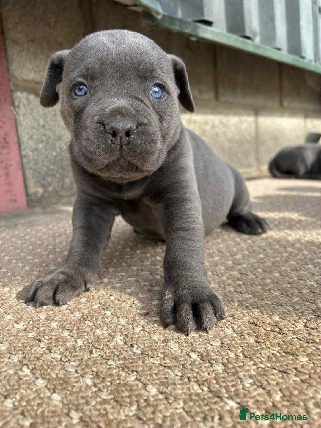 Cane Corso dogs for sale: Cane corso pups - Image 10