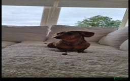 Miniature Dachshund dogs for sale: Stunning Miniature Dashhound Puppies  - Image 3