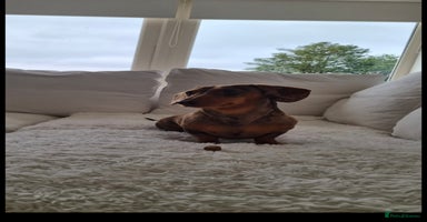 Miniature Dachshund dogs - Advert 5