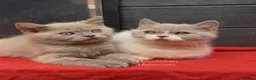 British Shorthair cats for sale: Chunky registered British shorthair kittens 🐻  - Advert 6