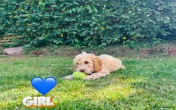 Cockapoo dogs for sale: 6 beautiful champagne and gold 🐶  - Image 8