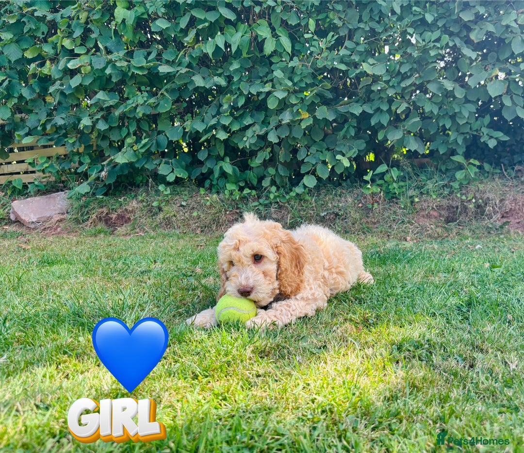 Cockapoo dogs for sale: 6 beautiful champagne and gold 🐶  - Image 8